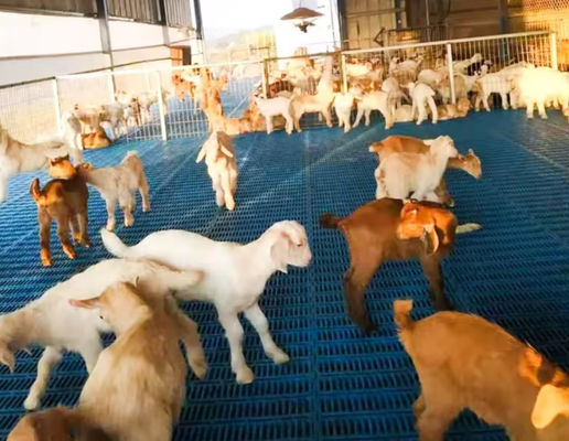 Hoge sterkte glasvezel vloerrooster FRP gegoten rooster voor varkens kip schapen