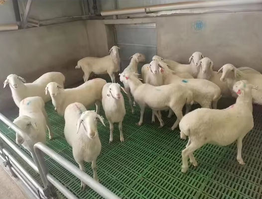 Hoge sterkte glasvezel vloerrooster FRP gegoten rooster voor varkens kip schapen